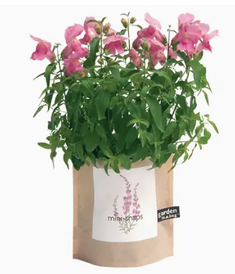 Snapdragon Garden In A Bag